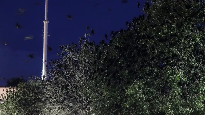 Pájaros negros invaden los cielos